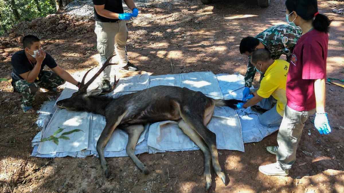 cirvo plástico estómago