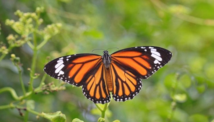 mariposa monarca extinción