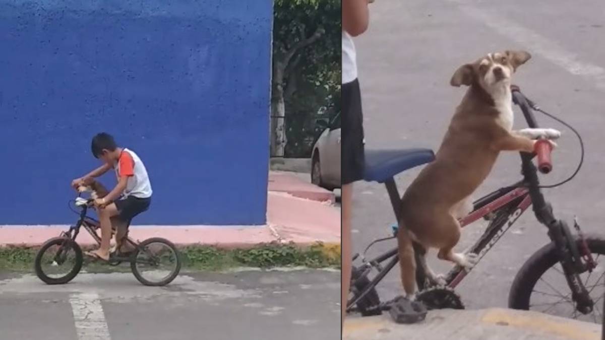perrito bicicleta