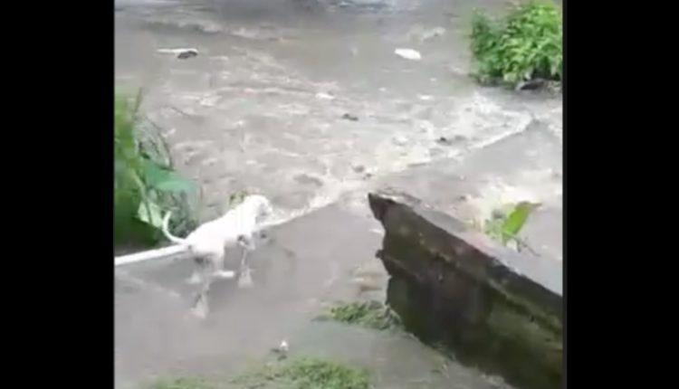 perro arrastrado río