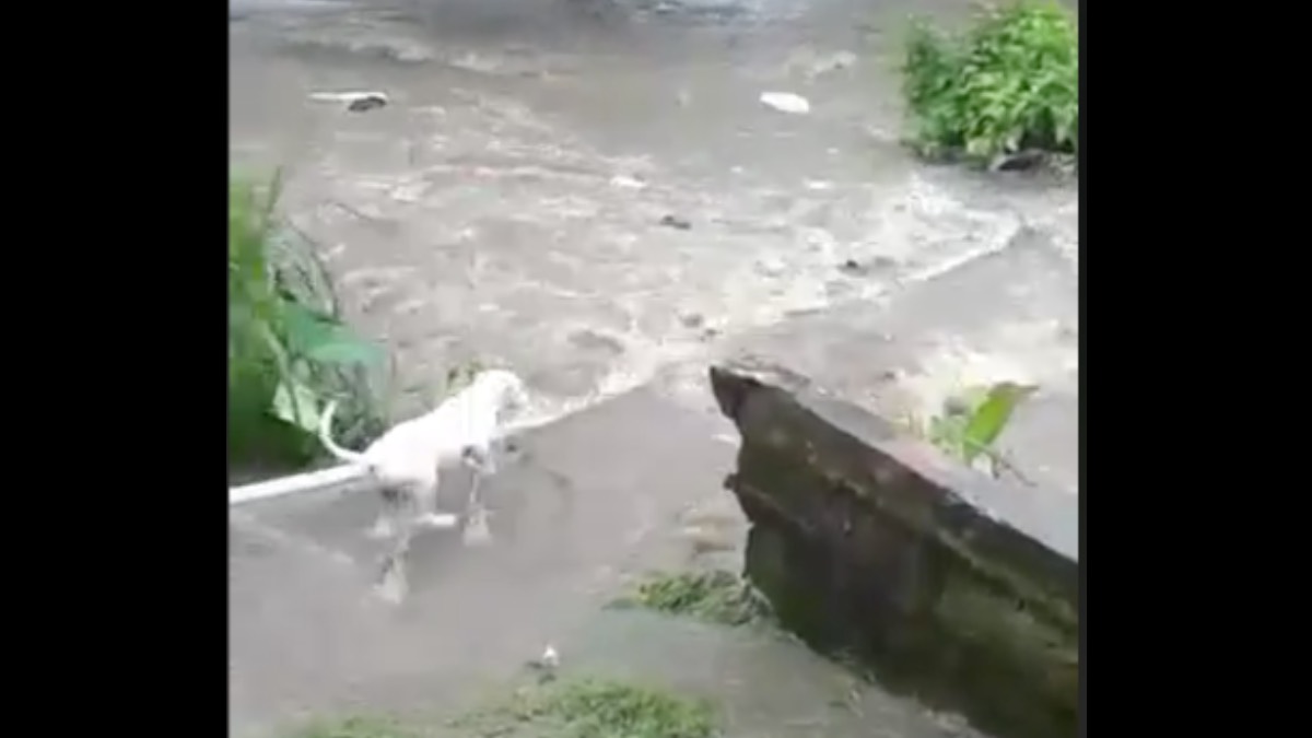 perro arrastrado río