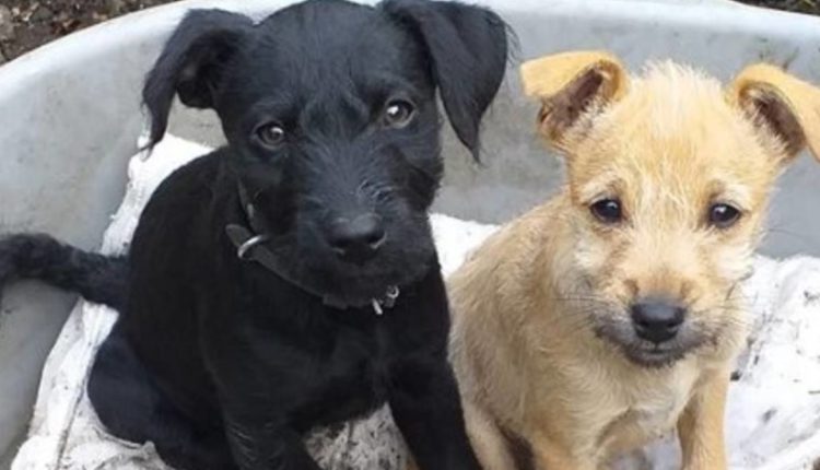 perro infarto cohetes