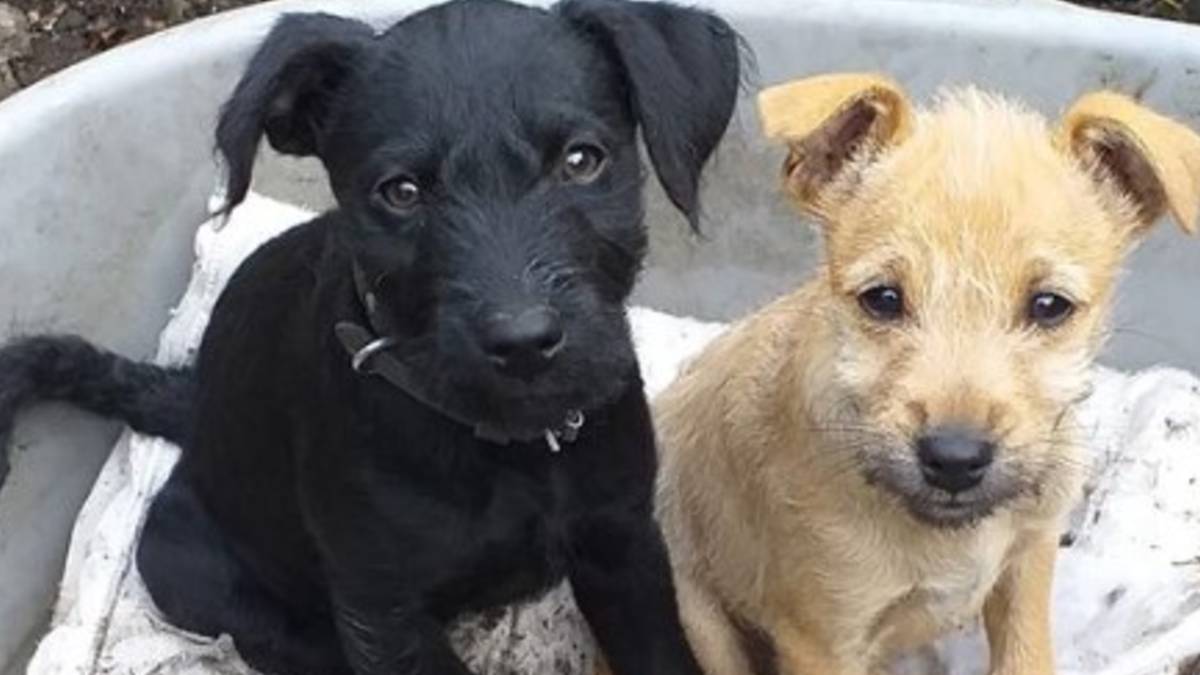 perro infarto cohetes