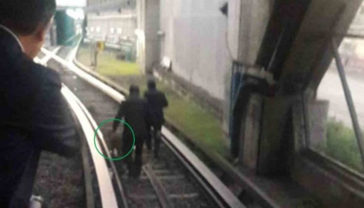 Un perrito fue rescatado esta mañana, luego de que se le viera vagando por las vías de Metro Constitución de 1917.