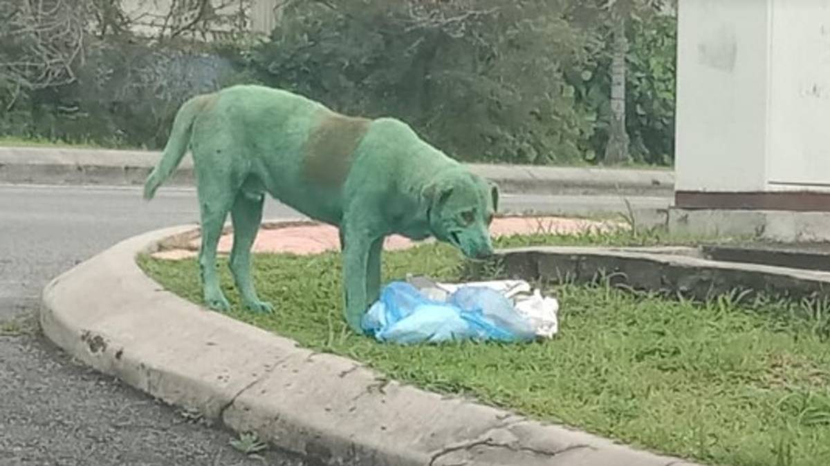 perro pintado verde