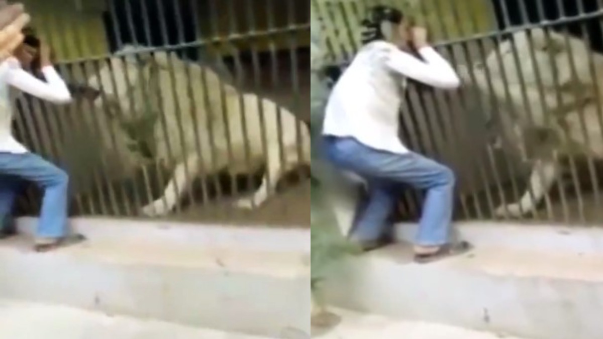 leon ataca cuidador
