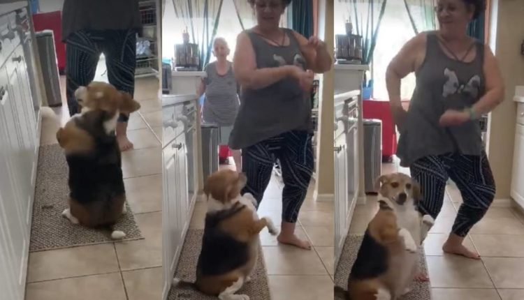 perrito bailando reggaeton