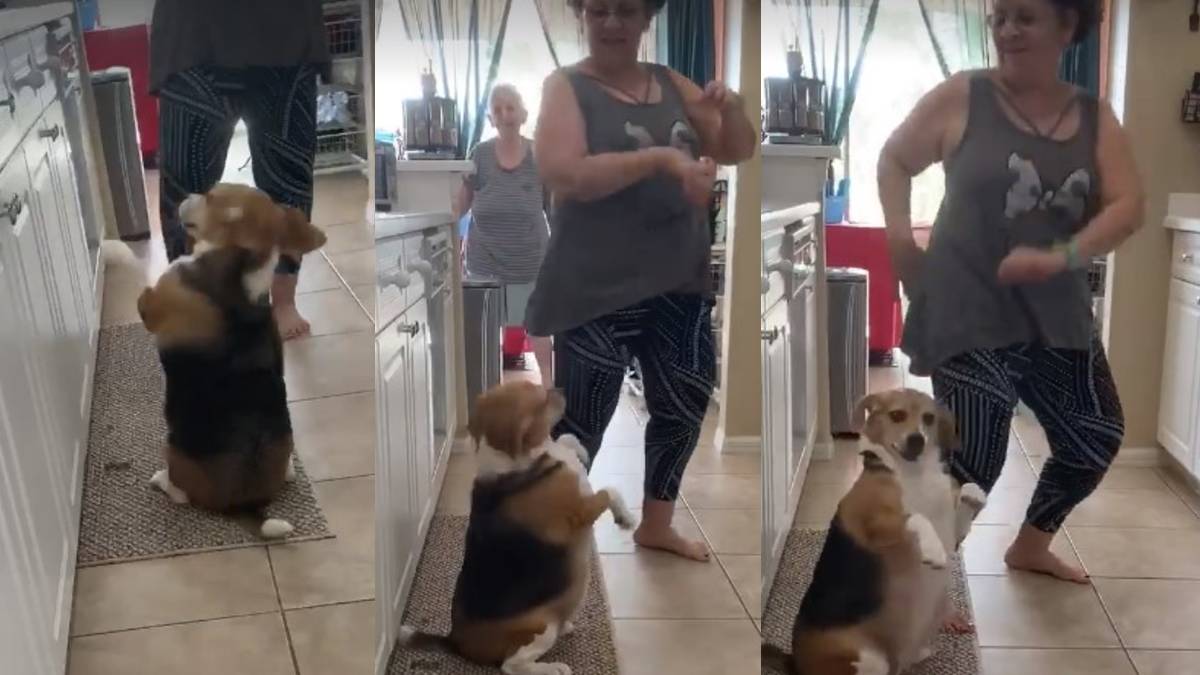 perrito bailando reggaeton
