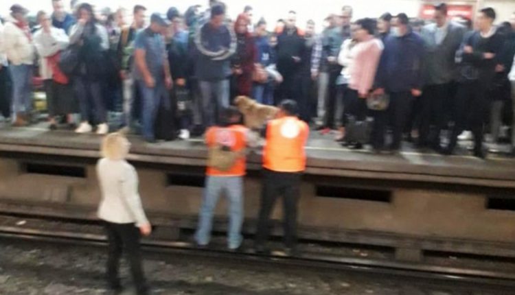 perro martin carrera