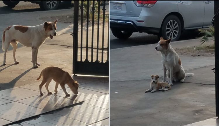 perros basilica guadalupe