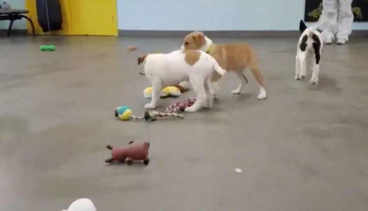 perros refugio juguetes
