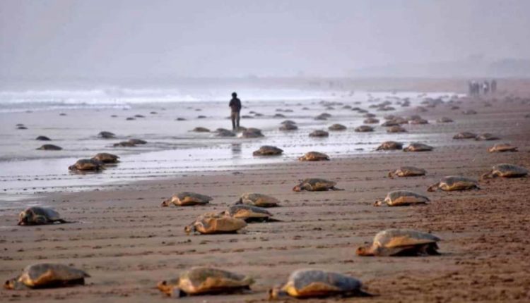 mueren tortugas oaxaca