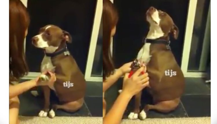 perro desmaya uñas