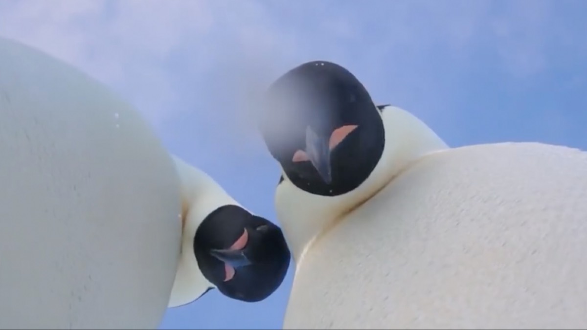 pingüinos selfie