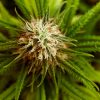 Beneficios del CBD y sus múltiples aplicaciones