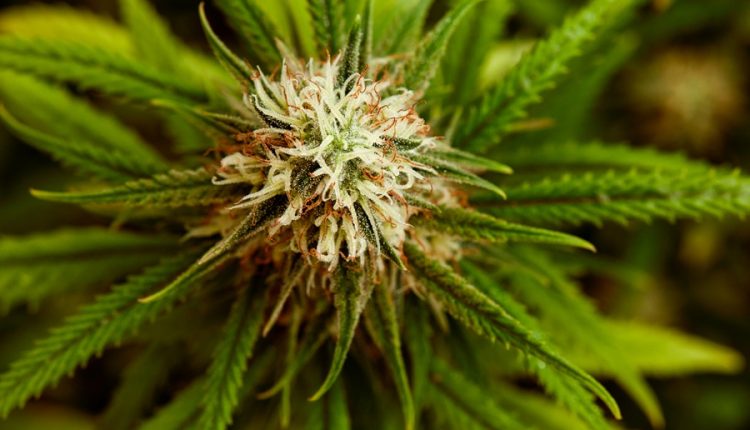 Beneficios del CBD y sus múltiples aplicaciones
